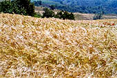 Nelle terre di Matilde - Sentiero da Rossena a Canossa.